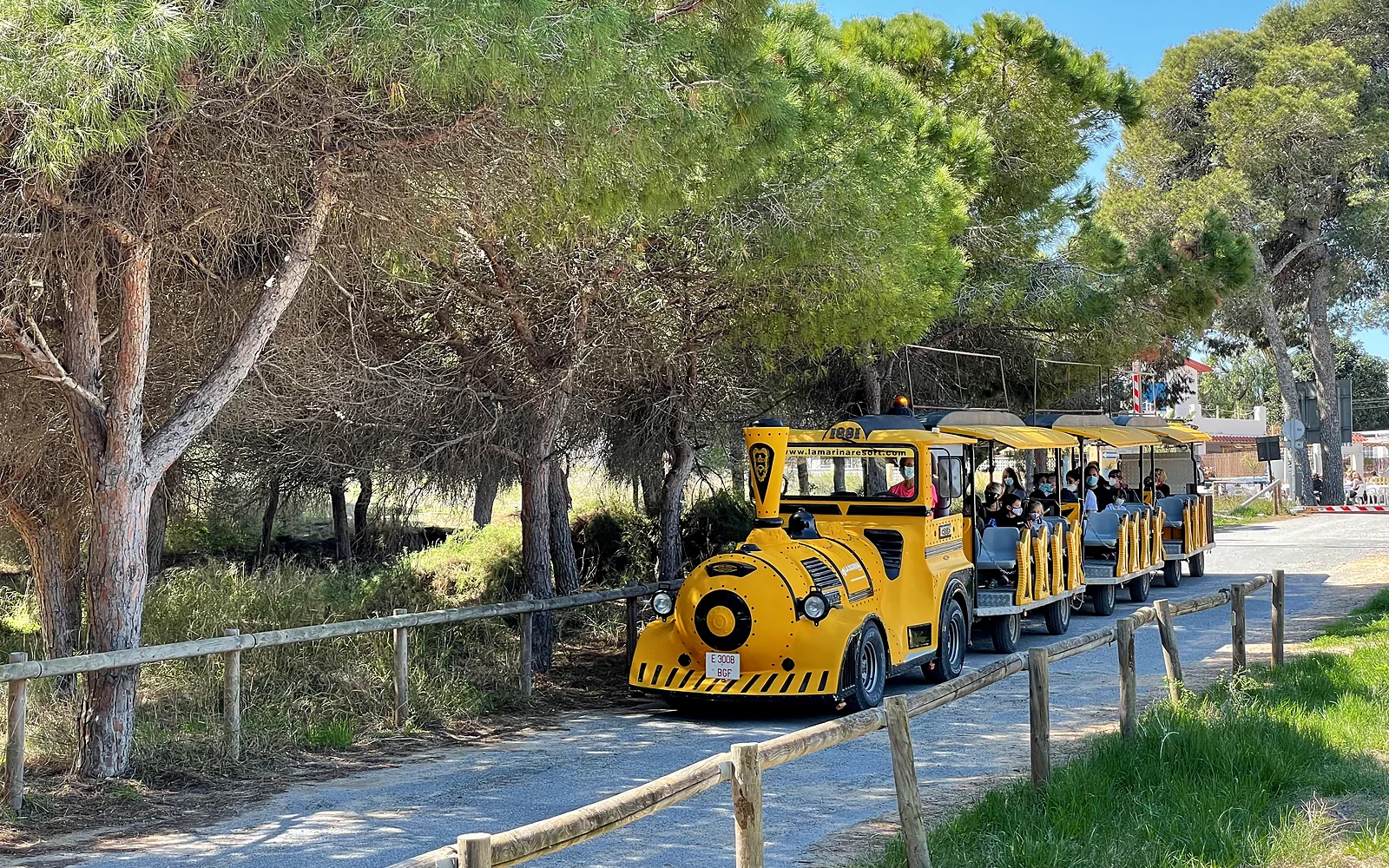 Pine path with tourist train