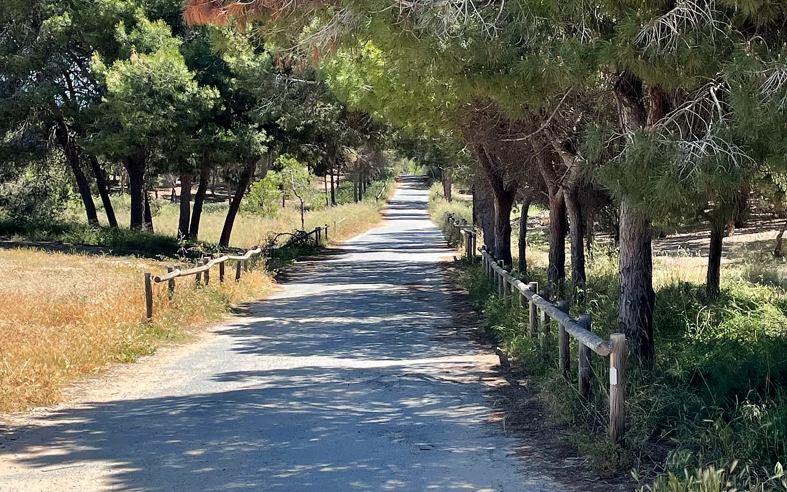 Pine path to the beach